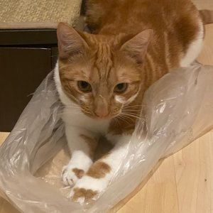 Meet your Posher, Noah